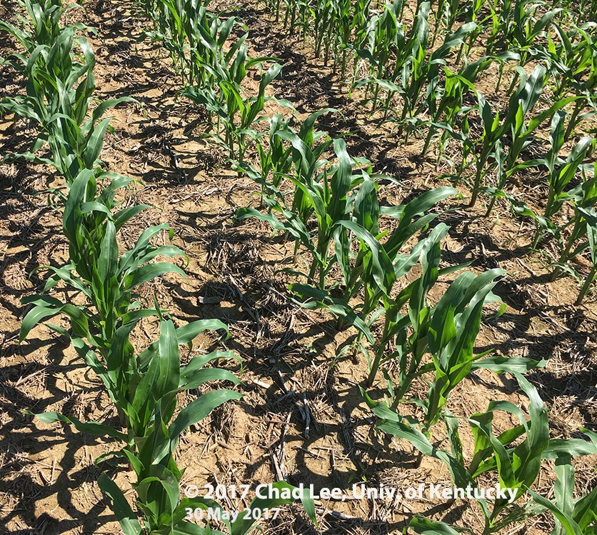 Figure 4. Corn hybrids healthy and green after a few days of sun and warm weather.