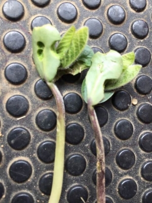 Figure 1. Soybean cotyledons damaged by slugs. Image by farmer, Danny Liggett.