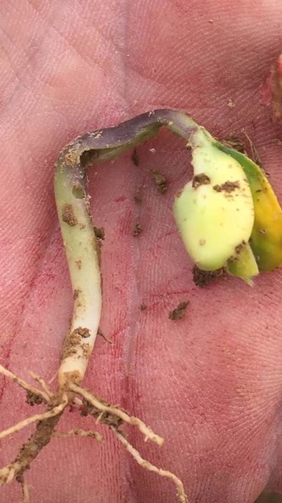 Figure 2. Soybean damaged beneath the cotyledon by slugs. This plant will not survive. Image by farmer, Danny Liggett.