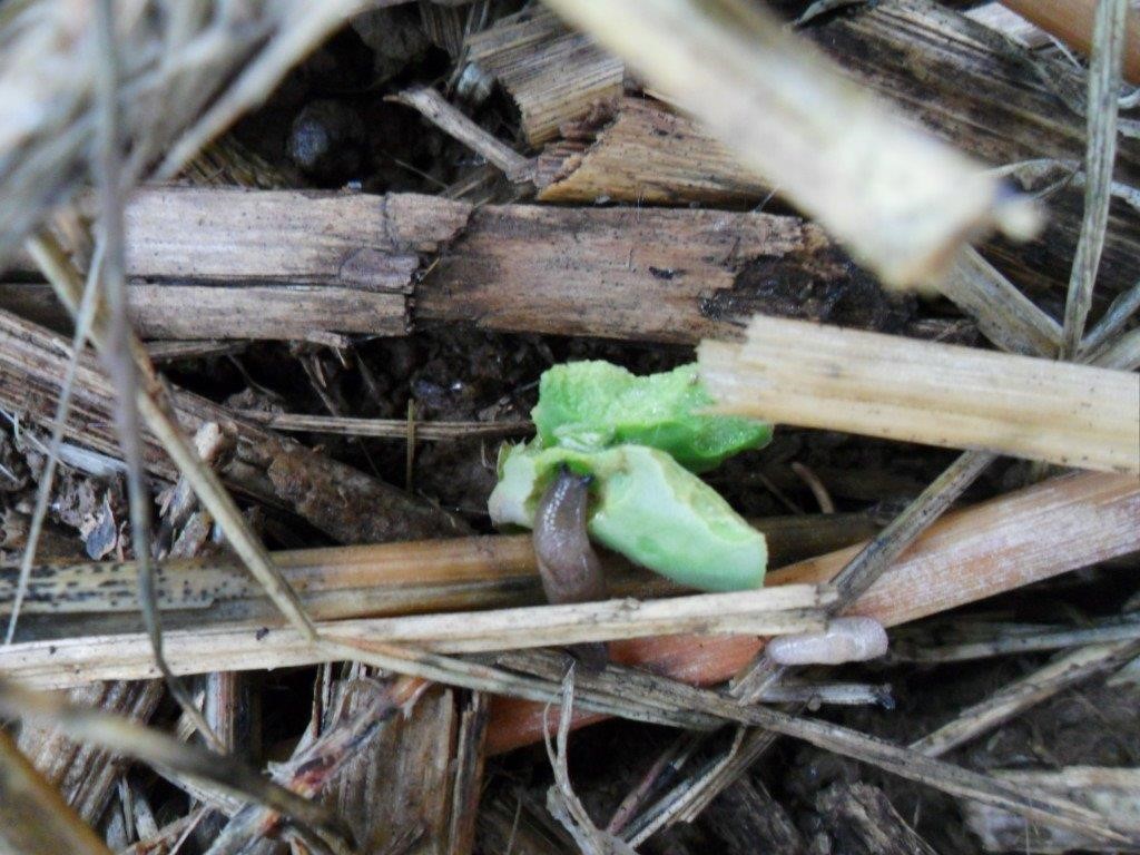 Figure 3. Slug feeding on soybean cotyledons. This plant likely will not survive. Image by UK assistant professor, Erin Haramoto.