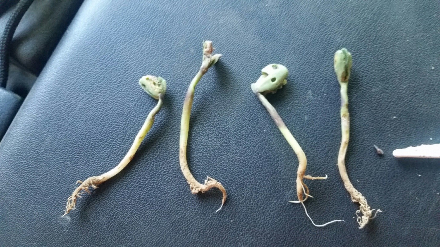 Figure 4. Soybean cotyledons damaged by slugs. The plant second from left most likely will not survive (if feeding stopped and had the plant remained in the field). The other three plants likely would have survived. Image by farmer, Steve Carver.