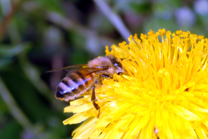 Figure 1. Pesticide contamination of blooming weeds is just as hazardous as that of flowering crops. (Photo: Ric Bessin, UK)