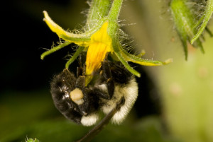 Figure 2. Bumble bees are among our most important wild pollinators. (Photo: Ric Bessin, UK)