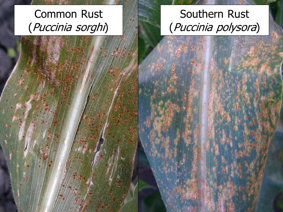 Fig. 1. Common rust and southern rust may be difficult to differentiate in the field, but a free online video can show some tips in identifying these diseases (Photos: Carl Bradley).