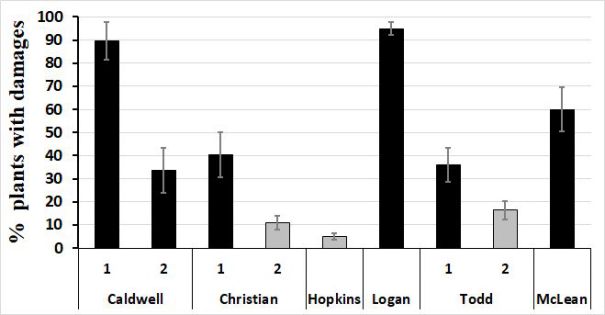 Figure 1. Mean percentages of soybean plants with slug damage per 5-foot row-lengths in fields in Caldwell, Christian, Hopkins, Logan, Todd, and McLean counties in Kentucky. Black columns=no-till fields; grey=tilled fields with little organic residues.