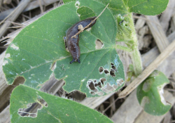 Figure 2. Feeding damage from slugs on soybean seedlings (Photo: Raul Villanueva, UK).