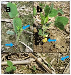 Figure 3. Different types of damage caused by slugs in soybean fields. (a) Arrows indicate complete detachment of cotyledon and cut tip, (b) rasping of cotyledonal leaves, and (c) different degrees of defoliation in contiguous plants, including plants without any foliage (Photos: Raul Villanueva, UK)