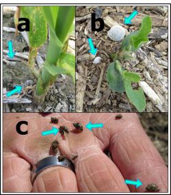 Figure 5. Snails may also cause damage in soybean fields. There are several species that can easily blend in with the ground, as shown in these pictures (Photos: Raul Villanueva).