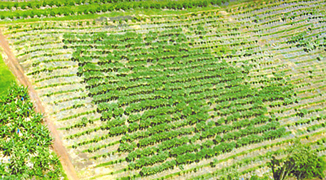 Aerial view of a field trial showing virus-resistant papaya growing well while the surrounding susceptible papaya is severely damaged by the virus. Reproduced with permission from Gonsalves, D., et al. 2004. Transgenic virus-resistant papaya: From hope to reality in controlling papaya ringspot virus in Hawaii. APSnet Features. Online. DOI: 10.1094/APSnetFeature-2004-0704