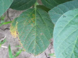 Figure 1. Brown lesions and yellowing on the leaf edges caused by the Septoria brown spot pathogen of soybean (Photo: Carl Bradley, UK).