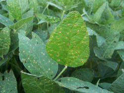 Figure 2. Symptoms of frogeye leaf spot on soybean leaves (Photo: Carl Bradley,UK).