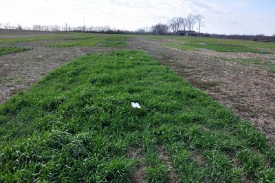 A cover crop research plot at UK’s Spindletop Research Farm PHOTO: Erin Haramoto
