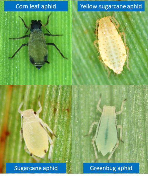 Figure 1. Sugarcane aphid can be recognized by its yellow color and black tips to its antennae, cornicles (‘tailpipes’), and tarsi (‘feet’). Using a hand lens these species can be easily identified