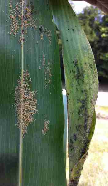 Figure 2. Sugarcane aphids in the lower surface of a leaf (left side), and the corn leaf aphid in the whorl of sorghum (right side).