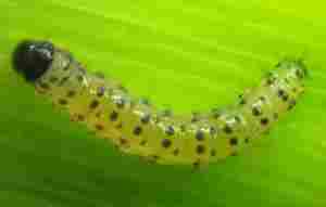 Figure 1. Southwestern corn borer second generation (Photo: Raul Villanueva, UK)