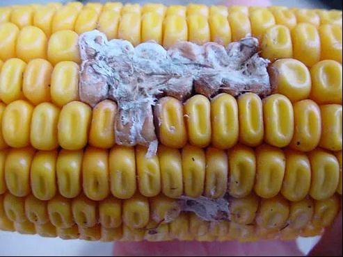 Figure 1. Typical symptoms of Fusarium ear and kernel rot. Note whitish fungal growth. Usually damage from Fusarium ear rot affects scattered kernels or groups of kernels, as shown here.