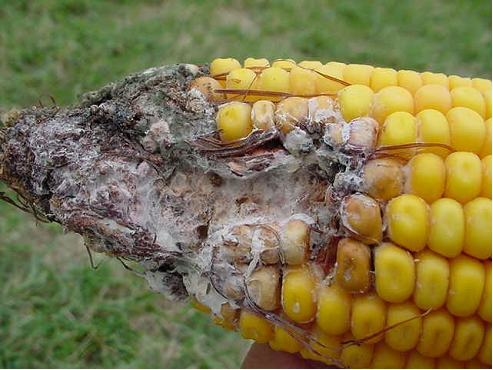 Figure 2. Fusarium kernel rot at ear tip. Note white fungal growth. Also note association with insect injury.