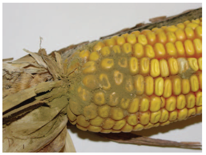 Fig. 4 Aspergillus ear rot, Purdue University, http://www.extension.purdue.edu/extmedia/BP/BP-83-W.pdf