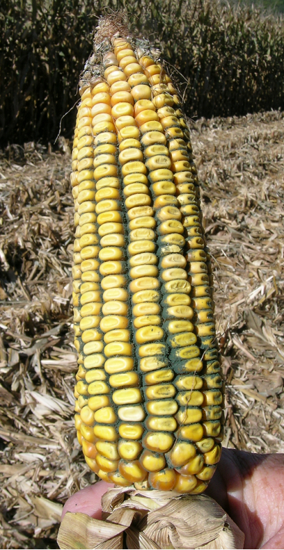 Fig. 5 Trichoderma ear rot.