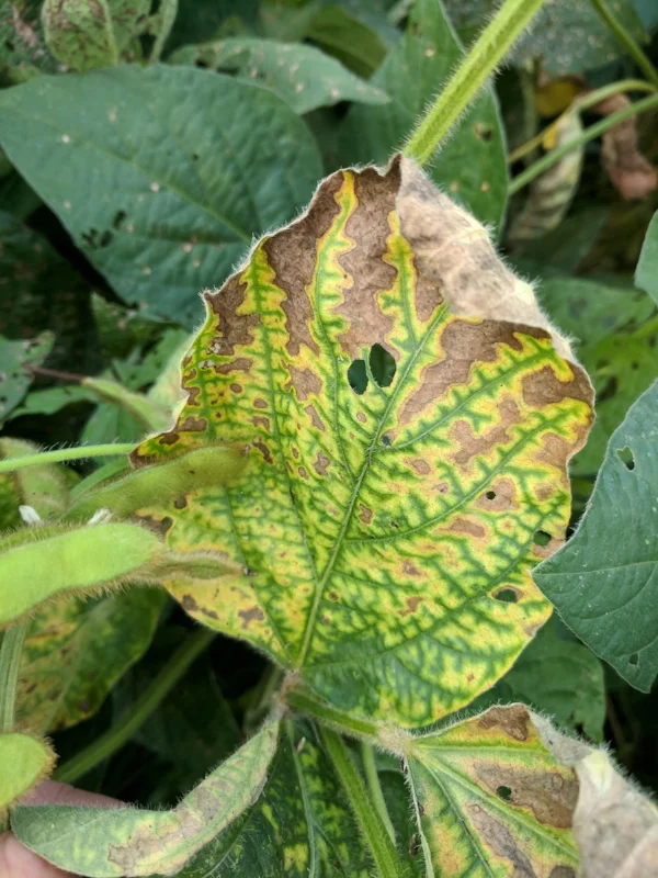 Figure 1. Discoloration on the mid to lower stem of soybean is characteristic of stem canker (Photo: Carl Bradley, UK)