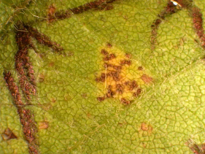 
Fig. 2. A close-up view of soybean rust pustules on the underside of a soybean leaflet (Photo: Carl Bradley, UK) 