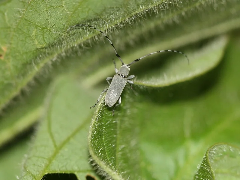 Figure 1. Adult Dectes stem borer is a long horned beetle; its antennae can be 1.5 times longer than the length of its body. (Photo: Nathan Yielding).