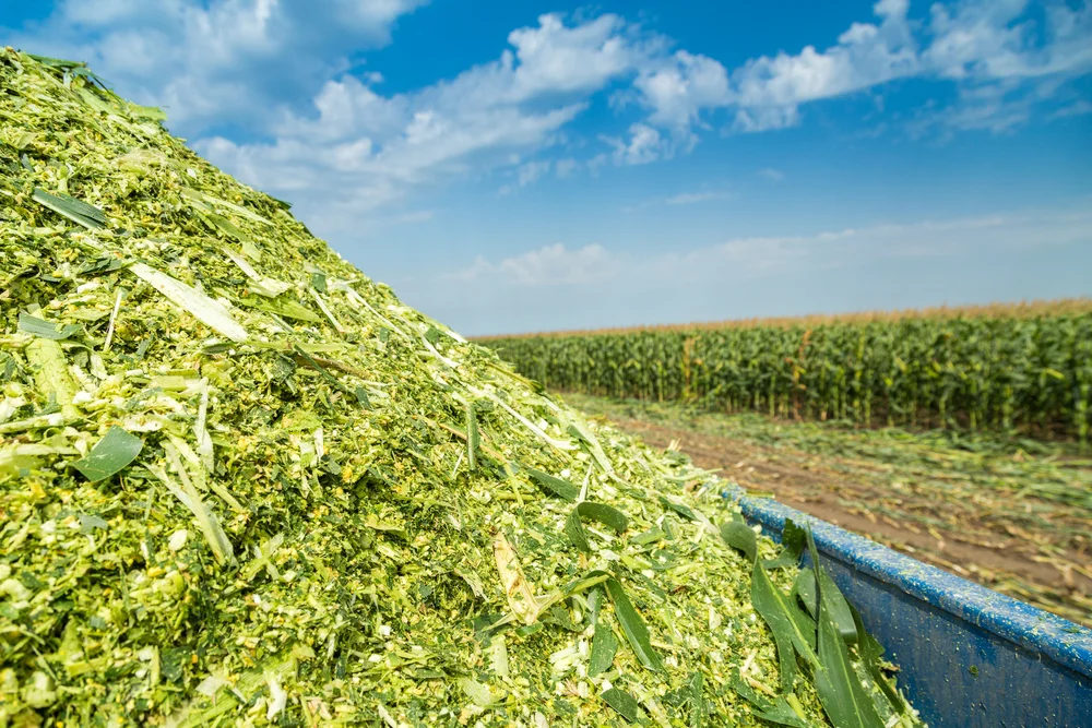 corn silage.jpg