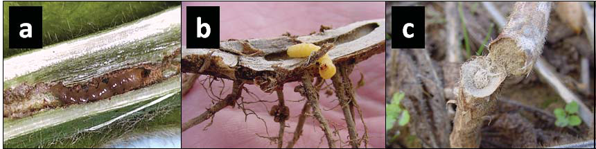 a) Dectes stem borer larva in a green stem; (b) larva in bottom of plant; and (c) stem girdled by Dectes larva (photos: a, Yaziri Gonzalex; b and c, Doug Johnson).