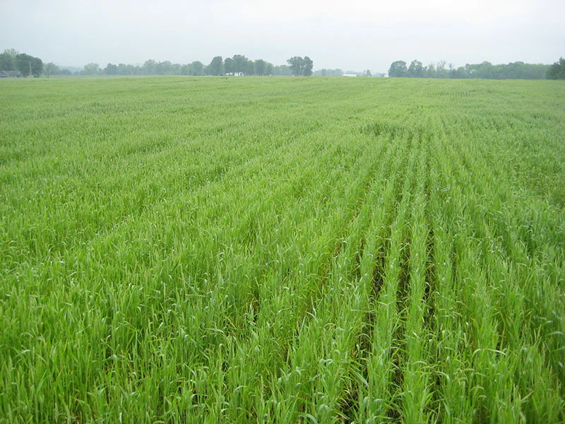 wheat - spring 2.jpg