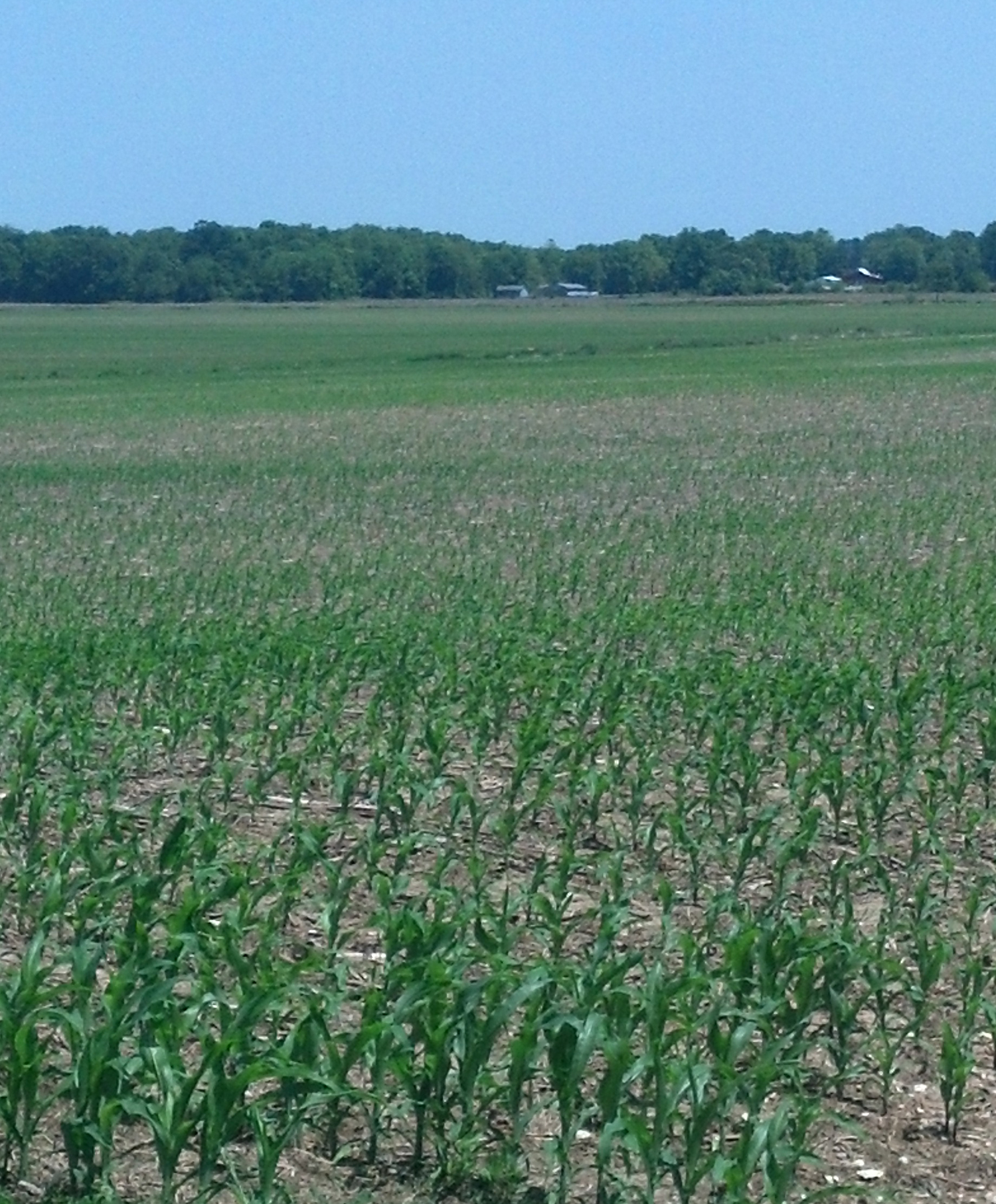 Figure 2. Severe stand reduction due to seedling blight. (Photo: Kiersten Wise, UK)