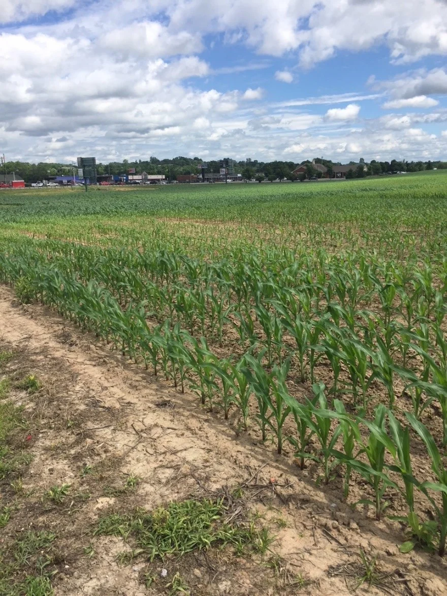 Dry areas can lead to temporary nutrient deficiency symptoms and give an erratic appearance to the field. Water will help move nutrients into the root zone and help with plant growth. Photo courtesy of Brett Reese, Southern States.