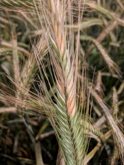 Figure 2. Symptoms of Fusarium head blight on a rye head (Photo: Carl Bradley, UK)