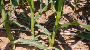 Figure 2: Gray leaf spot in the lower canopy (Photo: Kiersten Wise, UK)