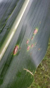 Figure 3: Early lesions of Diplodia leaf streak (Photo: Kiersten Wise, UK)