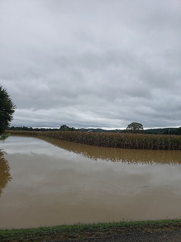 Figure 2 If these waters stay below the ear, then the biggest risk is increased stalk rots. Image Source: Rob Amburgey, County ANR Extension Agent