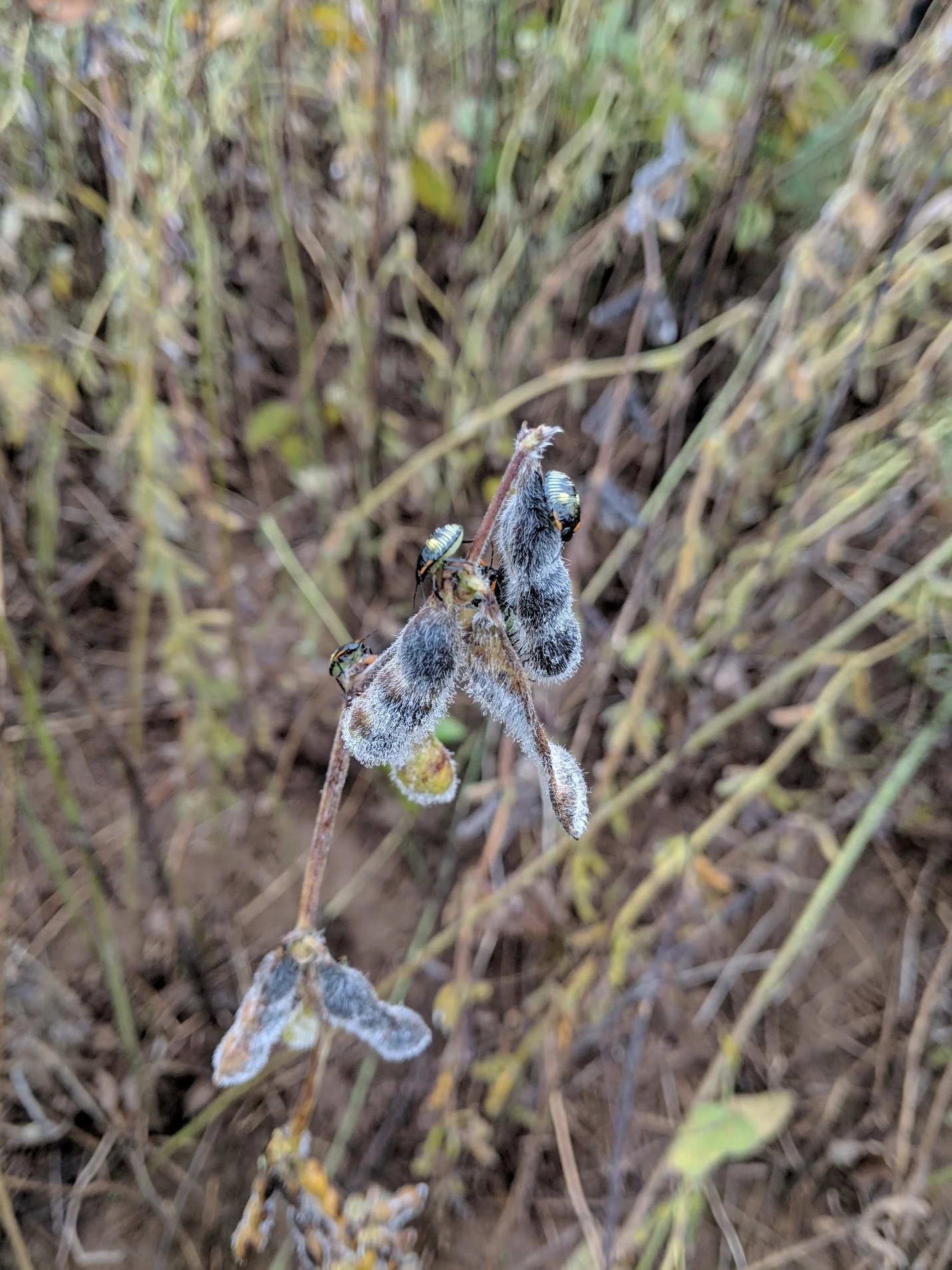 Figure 1 Discolored soybean pods due to a mixture of saprophytic fungi, plant pathogenic fungi, and nymphs of Green Stink Bug (Chinavia hilarus). Photo by Austin Sherman, graduate student.
