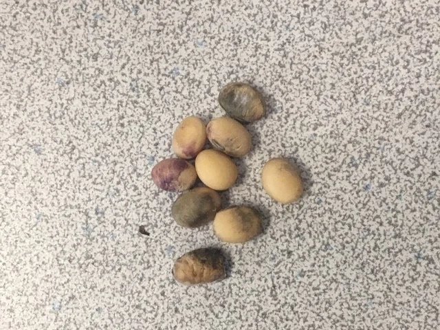 Figure 2. Soybean seeds affected by diseases such as Phomopsis seed decay and purple seed stain. Photo by Joanna Coles, UK Cooperative Extension, Warren Co., KY