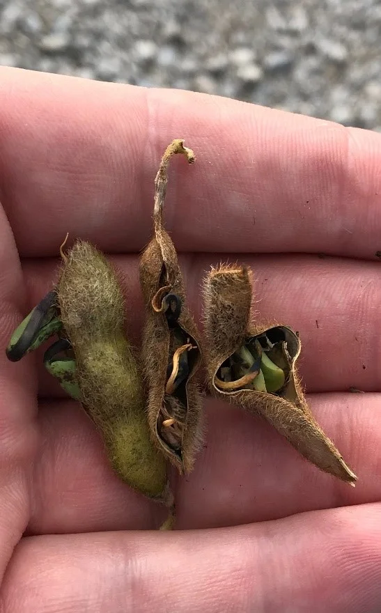 Soybean Seed Quality Moving Backwards in the Field — KyGrains.info