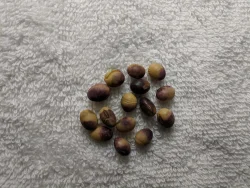 Figure 2. Symptoms of purple seed stain on soybean seeds (Photo: Carl Bradley, UK)