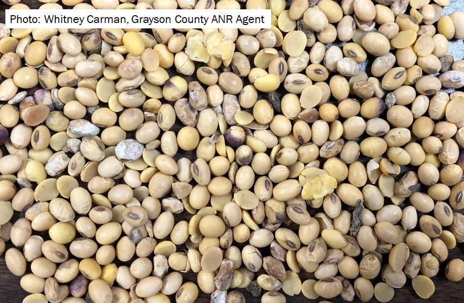 Figure 2. Soybean seed harvested in Central Kentucky in early October.