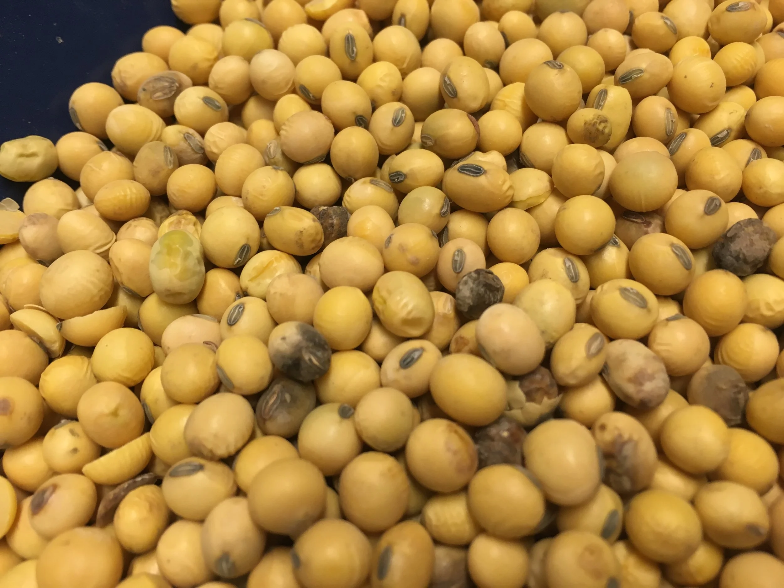 Soybean Seed Testing — KyGrains.info