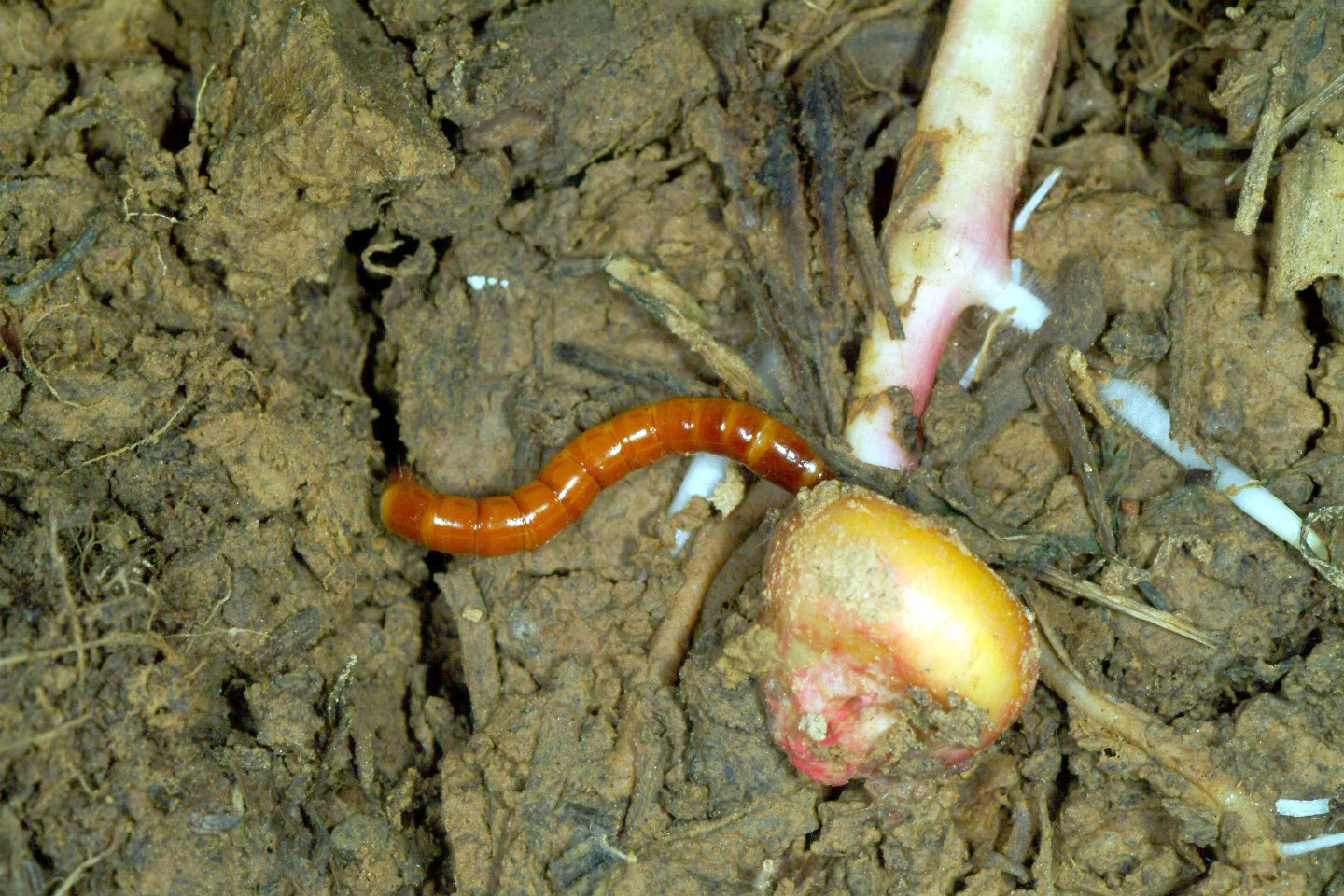 Figure 1. Insecticide seed treatment is an important tool to manage some soil pests (Photo: Ric Bessin, UK).