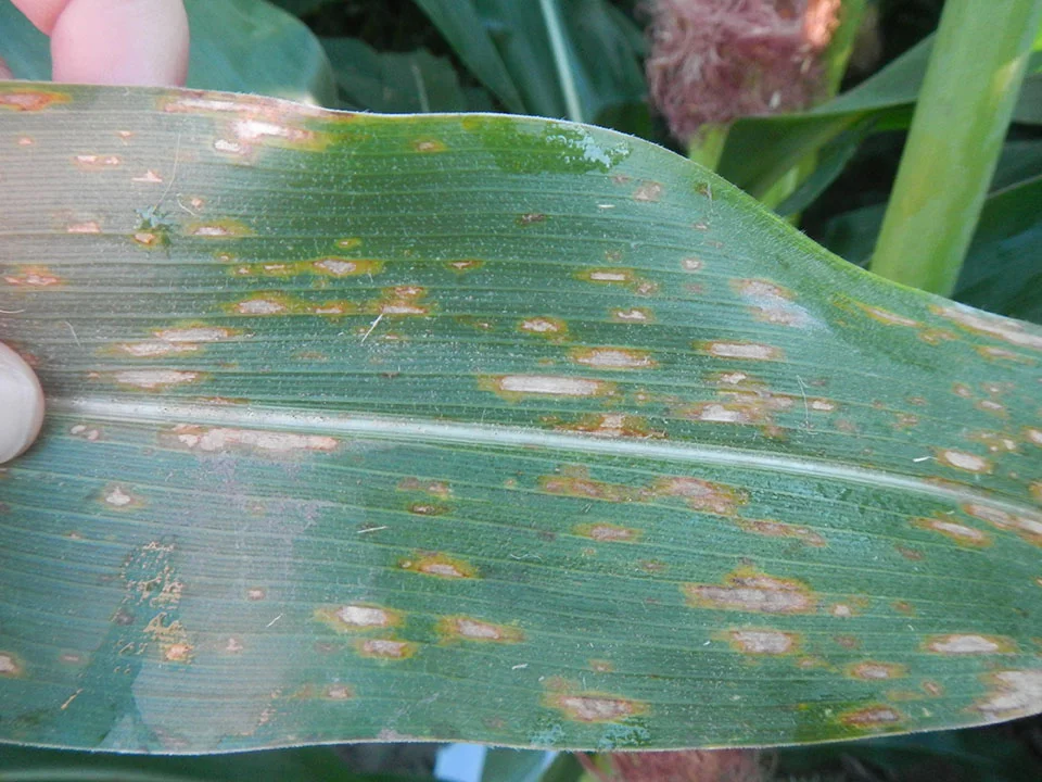 Figure 1: Gray leaf spot lesions (photo by Kiersten Wise)