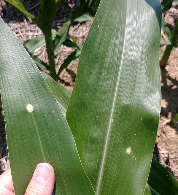 Figure 3. Holcus leaf spot (photo by Kiersten Wise)