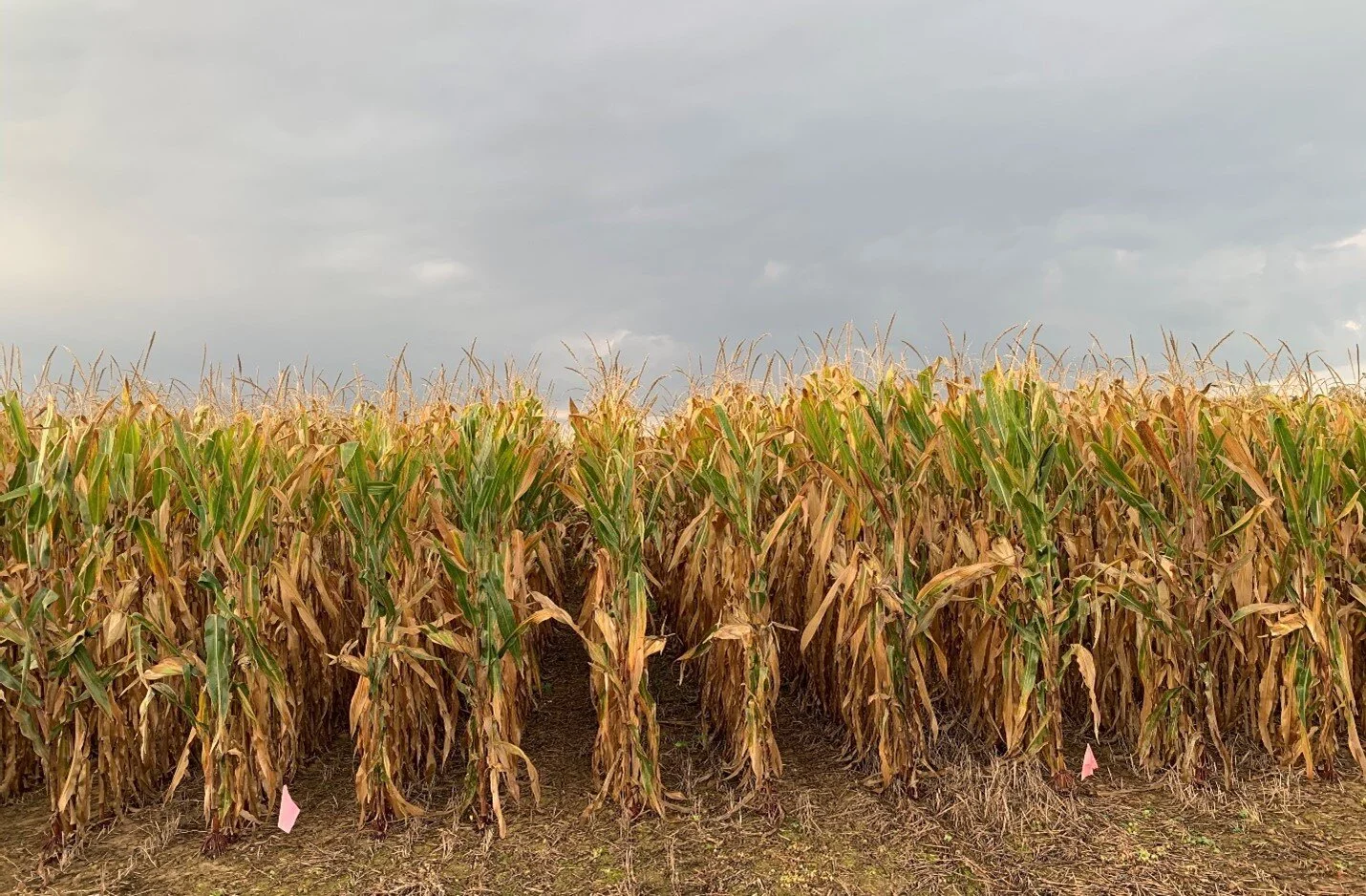Corn Drying Slowly in 2020 — KyGrains.info
