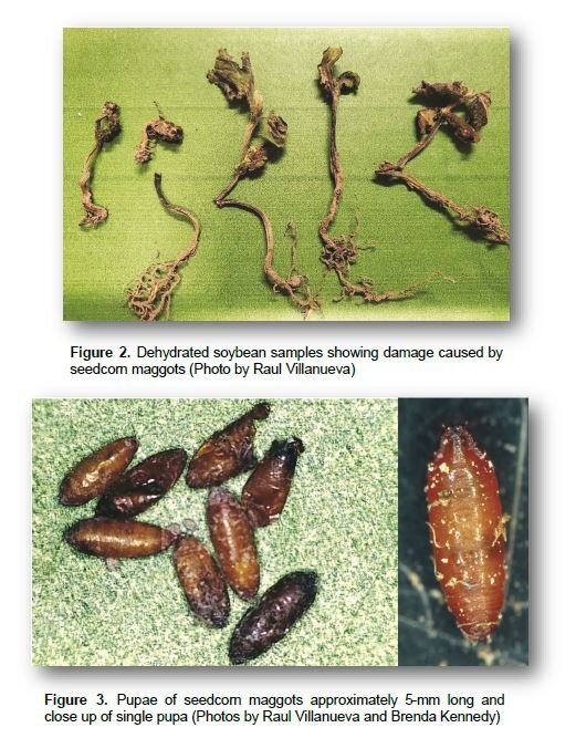 Seedcorn maggots seen in abundant numbers in corn and soybeans
