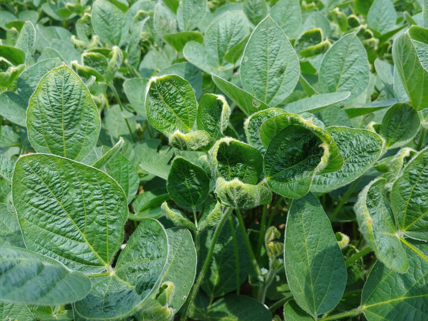 Dicamba Offtarget Movement Continues in 2021 — KyGrains.info