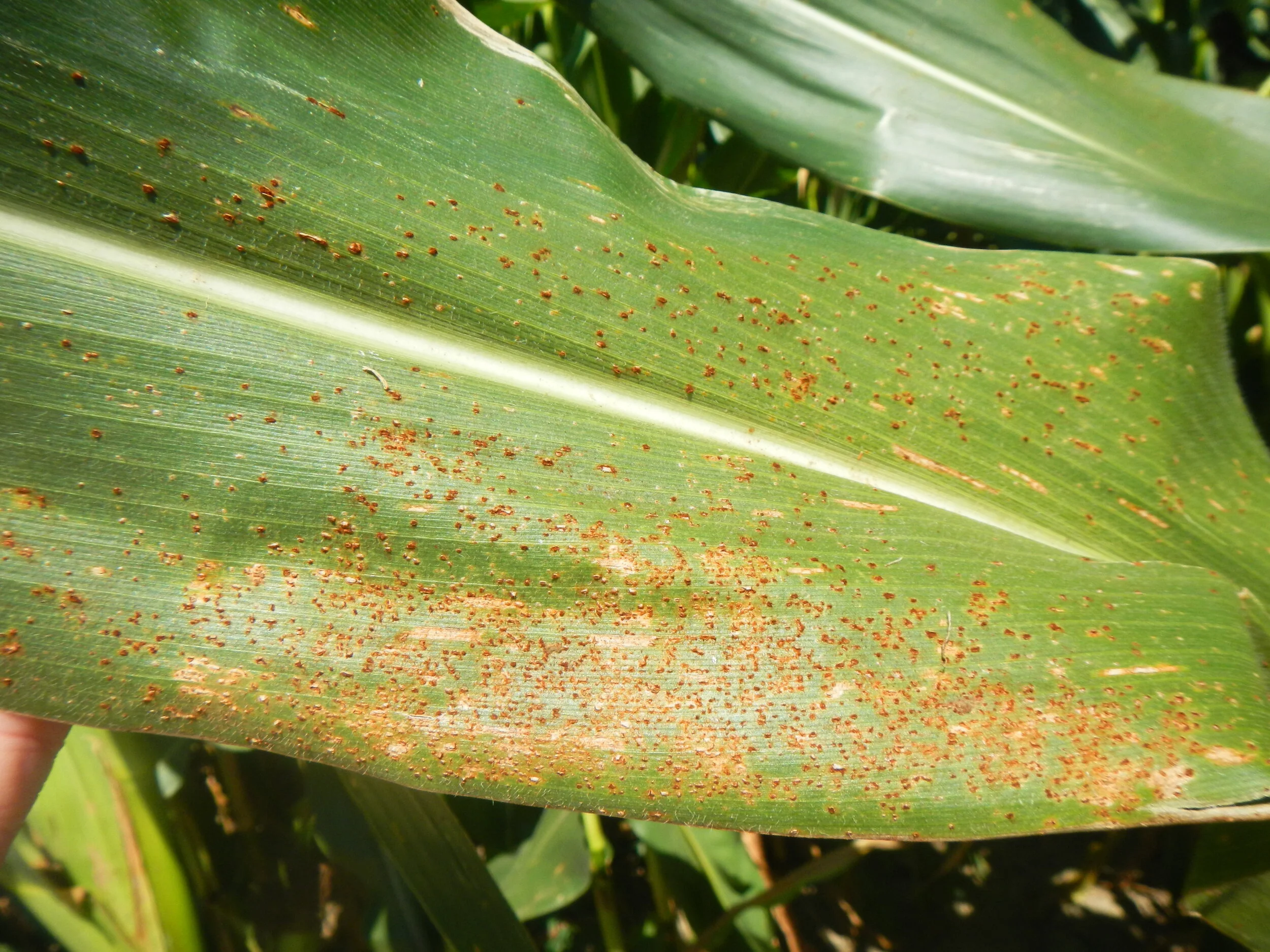 Managing southern rust in corn — KyGrains.info