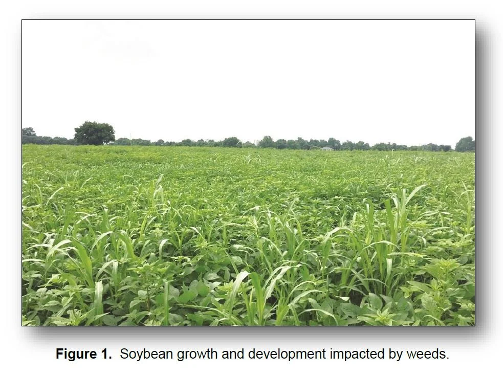 Weed Control is Protecting Crop Yield Potential — KyGrains.info