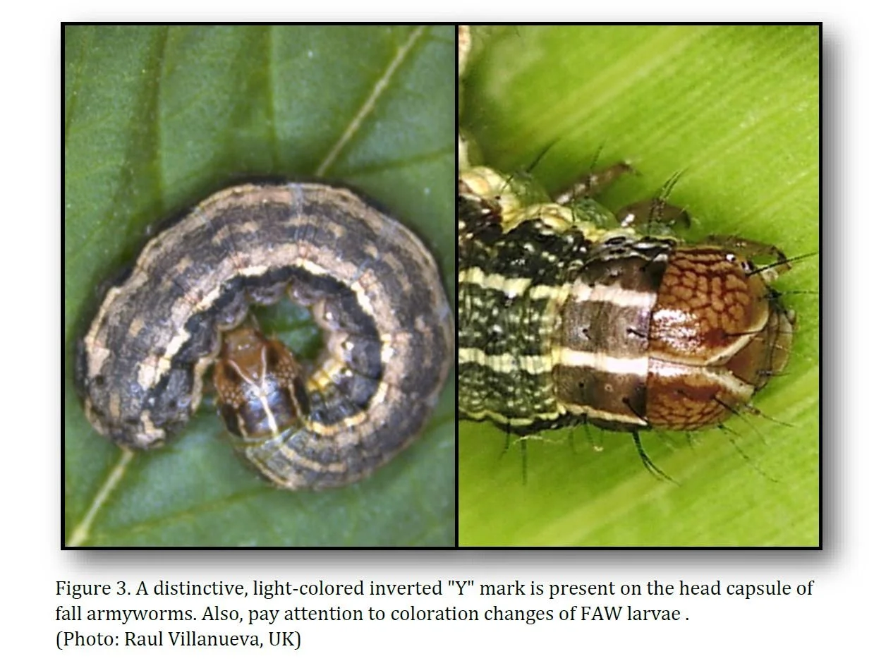 Occurrence of Fall Armyworms 2021 vs. 2022 — KyGrains.info
